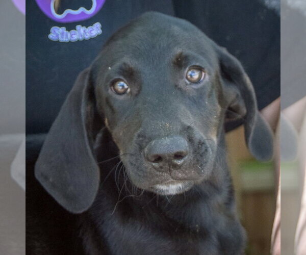Medium Photo #5 Coonhound-Unknown Mix Puppy For Sale in Huntley, IL, USA