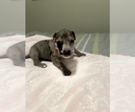 Small Photo #3 Great Dane Puppy For Sale in SALEM, OR, USA
