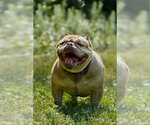 Small #9 French Bulldog Mix