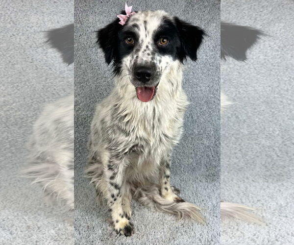 Medium Photo #3 Pointer Aussie Puppy For Sale in Grafton, WI, USA