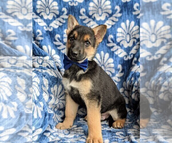 Medium Photo #2 German Shepherd Dog Puppy For Sale in NORTH EAST, MD, USA