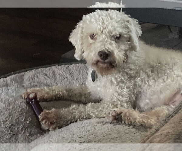 Medium Photo #10 Bichon Frise-Unknown Mix Puppy For Sale in Rootstown, OH, USA