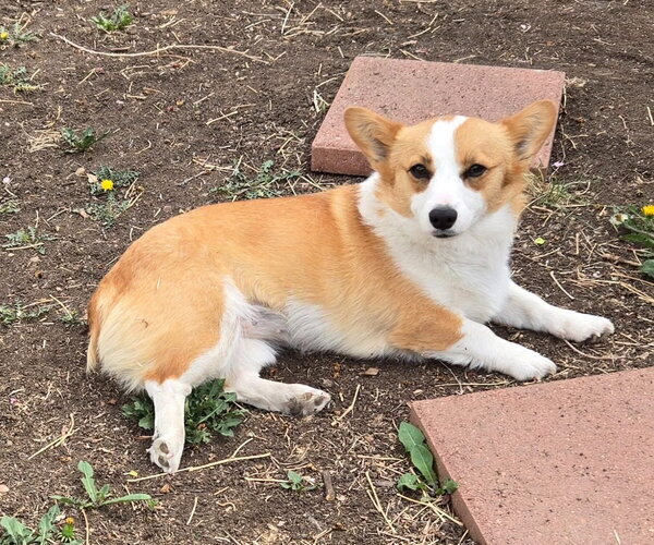 Medium Photo #5 Mutt Puppy For Sale in Denver , CO, USA