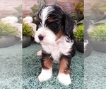 Small Photo #16 Cavapoo Puppy For Sale in CARLISLE, KY, USA