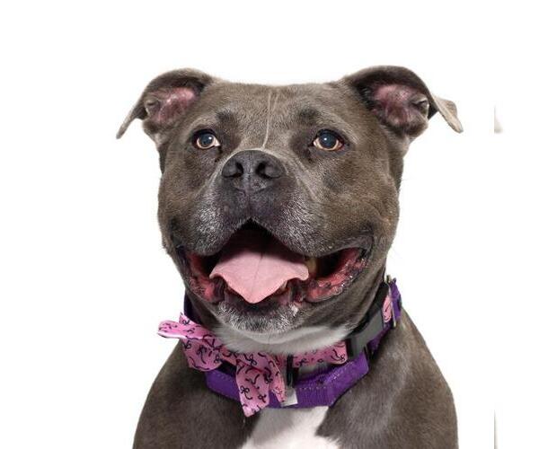 Medium Photo #2 American Pit Bull Terrier Puppy For Sale in Santa Maria, CA, USA