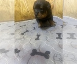 Small Photo #4 Rottweiler Puppy For Sale in RICHLAND, GA, USA