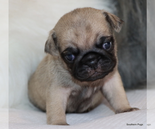 Medium Photo #5 Pug Puppy For Sale in WINNSBORO, TX, USA