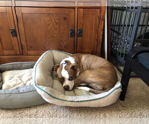 Honeybee - Female Mutt Dog for Adoption - Photo #2
