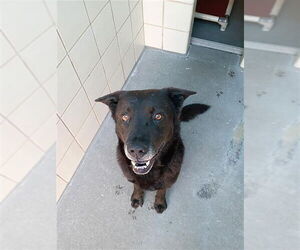 Labrador Retriever-Unknown Mix Dogs for adoption in Corpus Christi, TX, USA