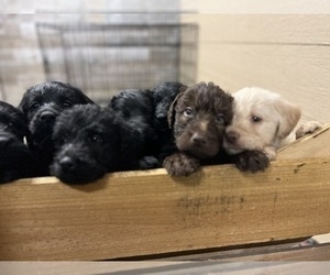 Labradoodle Puppy for Sale in AYDEN, North Carolina USA