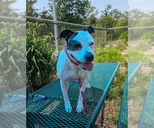 Mutt Dogs for adoption in Waterford, VA, USA