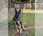 Small Photo #4 German Shepherd Dog Puppy For Sale in Kansas City, MO, USA