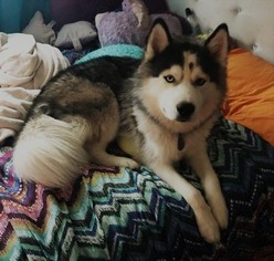 Father of the Siberian Husky puppies born on 07/11/2017