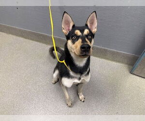 Siberian Husky-Unknown Mix Dogs for adoption in Las Vegas, NV, USA