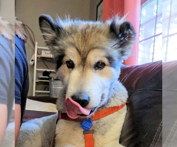 Medium Photo #1 Alaskan Malamute Puppy For Sale in Omaha, NE, USA