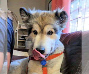 Alaskan Malamute Dogs for adoption in Omaha, NE, USA