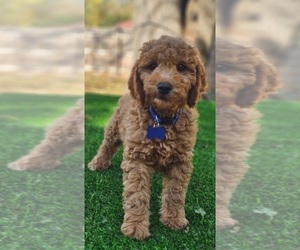Goldendoodle (Miniature) Puppy for sale in INDIANAPOLIS, IN, USA