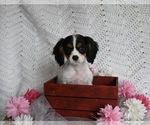 Small Photo #1 Cavalier King Charles Spaniel Puppy For Sale in MILLERSBURG, OH, USA