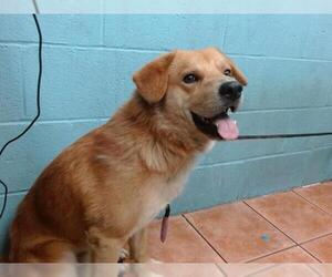 Shepradors Dogs for adoption in Downey, CA, USA