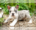 Puppy Joey Faux Frenchbo Bulldog