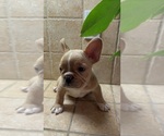 Small #4 French Bulldog