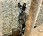 Small #2 Australian Cattle Dog