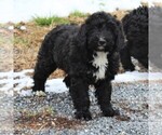 Small Photo #2 Miniature Bernedoodle Puppy For Sale in EPHRATA, PA, USA