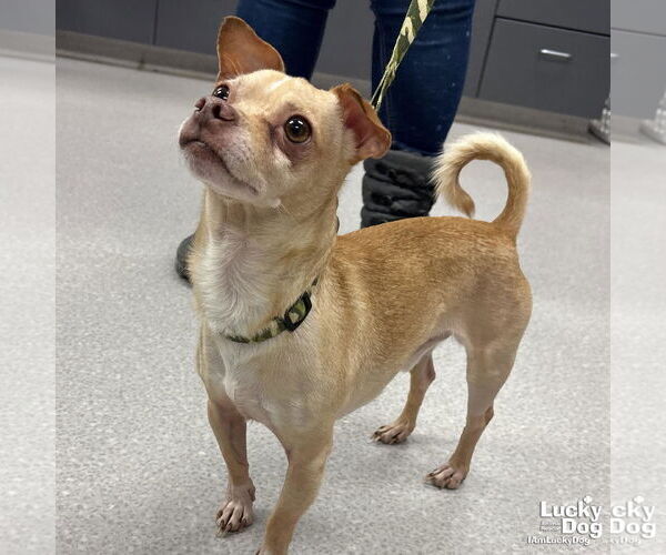 Medium Photo #4 Chihuahua-Unknown Mix Puppy For Sale in Washington, DC, USA