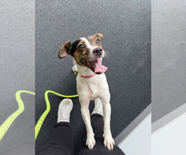 Medium Photo #2 Jack Russell Terrier Puppy For Sale in Pierceton , IN, USA