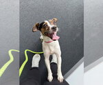 Small #1 Jack Russell Terrier