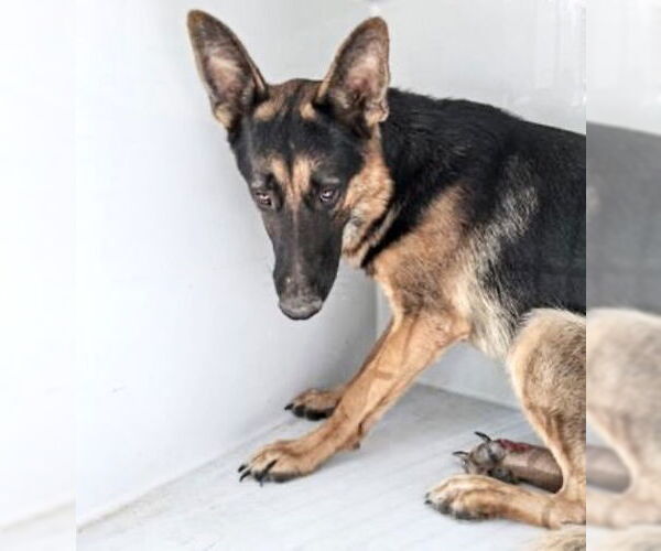 Medium Photo #2 German Shepherd Dog Puppy For Sale in Houston, TX, USA