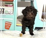 Small #3 Schnoodle (Miniature)