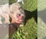 Small #8 American Bully