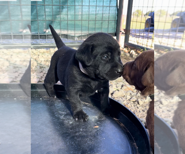 Medium Photo #1 Labrador Retriever Puppy For Sale in HEMPSTEAD, TX, USA