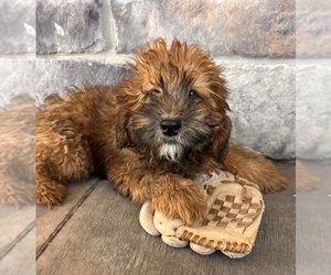 Whoodle (Miniature) Puppy for sale in MIDDLEBURY, IN, USA