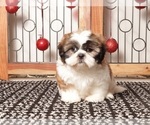 Small Photo #8 Shih Tzu Puppy For Sale in NAPLES, FL, USA