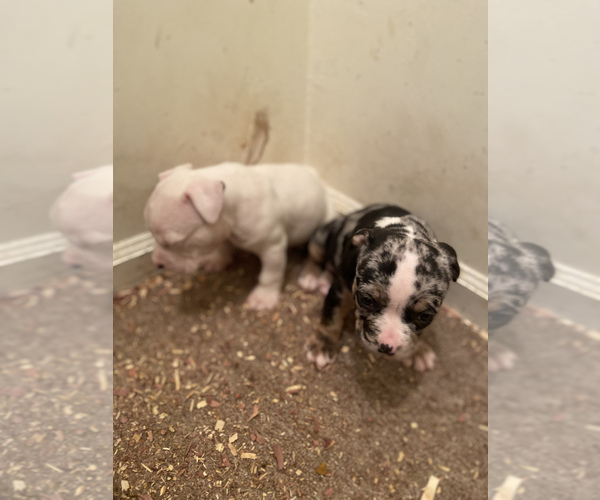Medium Photo #1 American Bully Mikelands  Puppy For Sale in PHILA, PA, USA