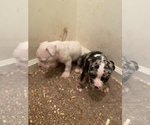 Small Photo #1 American Bully Mikelands  Puppy For Sale in PHILA, PA, USA