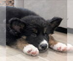 Small Shollie