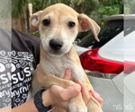 Small #4 Mutt