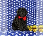 Small Photo #4 Miniature Labradoodle Puppy For Sale in QUARRYVILLE, PA, USA