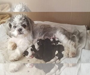 Mother of the Shih Tzu puppies born on 04/08/2020