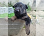 Small Photo #10 German Shepherd Dog Puppy For Sale in DALLAS, NC, USA