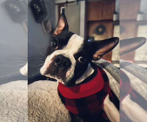 Medium Photo #5 Faux Frenchbo Bulldog Puppy For Sale in St. Louis Park, MN, USA