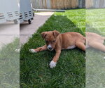 Small Photo #9 Bulldog-Unknown Mix Puppy For Sale in Lakewood, CO, USA