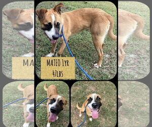 Mutt Dogs for adoption in Woodbury, NY, USA