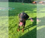 Small #1 Doberman Pinscher