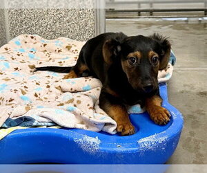 Dachshund-Unknown Mix Dogs for adoption in Santa Rosa, CA, USA