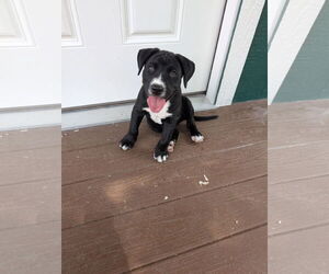 Labrador Retriever-Unknown Mix Dogs for adoption in The Woodlands, TX, USA
