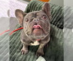 Small French Bulldog